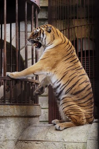 Les tigres de la salle du trésor