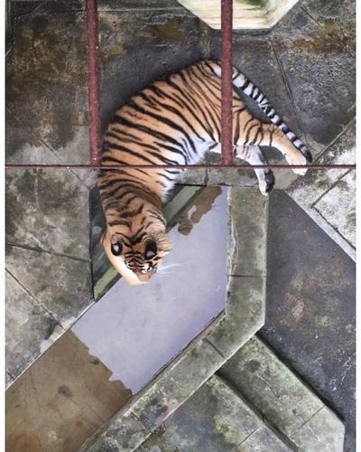 Un des tigres