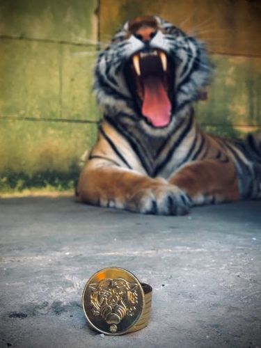 Les boyards de collection de la Monnaie de Paris entre les griffes des tigres