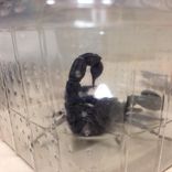 Un joli petit scorpion qu'on aimerait adopter (ou pas.)