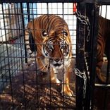 Arrivée des tigres sur le Fort Boyard