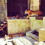 Les tigres de la Salle du Trésor