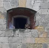 Une tête de tigre en train de sécher sur la fenêtre d'un atelier.