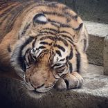 Même les tigres ont le droit à leur repos entre 2 épreuves ^^ #delphinewespiser #olivierminne #perefouras #willyrovelli #passepartout #passemuraille #fortboyard #larochelle #poitoucharentes #felindra #tigres #misterboo #muscles #bodybuilding #musculation #fitness #booba #lapiraterienestjamaisfinie
