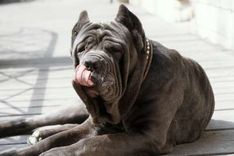 Samson