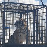 Embarquement des tigres